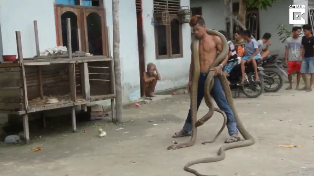 Giải trí - Clip: Dị nhân liều mạng đùa nghịch với 2 con rắn hổ mang chúa 