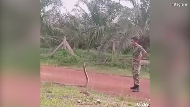 Giải trí - Clip: Nam quân nhân tay không bắt sống rắn hổ mang chúa khổng lồ