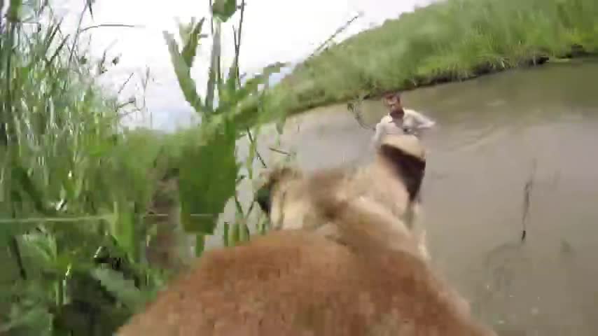 Giải trí - Clip: Người đàn ông bị sư tử vồ giữa sông và diễn biến không ngờ
