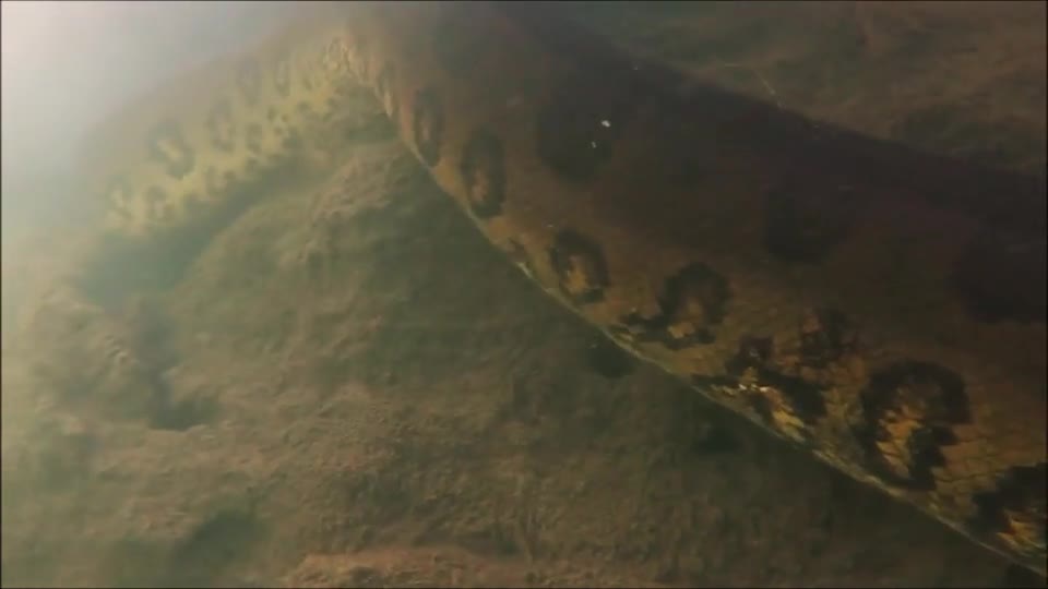 Giải trí - Clip: Thợ lặn đụng độ trăn Anaconda dài 7 mét dưới lòng sông