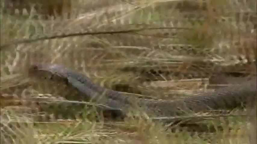 Giải trí - Clip: Liều mạng săn cầy mangut, rắn hổ mang trả giá bằng cả mạng sống