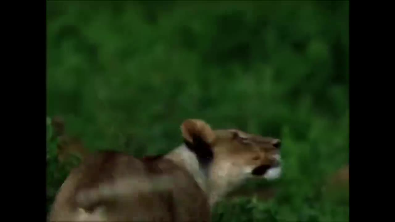 Giải trí - Clip: Bị đàn trâu rừng truy sát, sư tử hoảng sợ leo lên cây lánh nạn