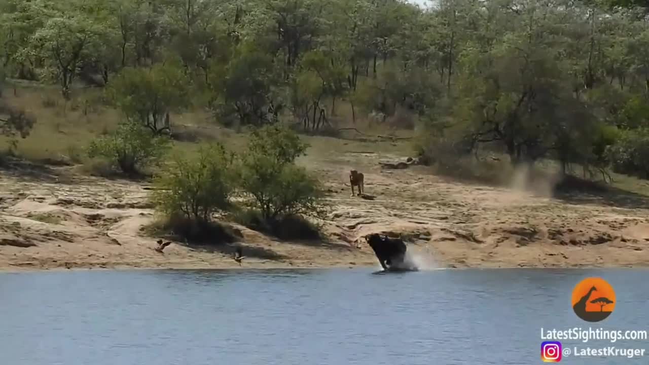 Giải trí - Clip: Trâu rừng bị hàng chục sư tử truy sát trên sông và cái kết ngược