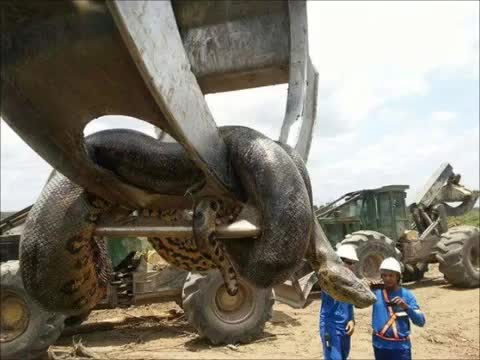 Giải trí - Clip: Công nhân dùng máy xúc bắt trăn anaconda khổng lồ 