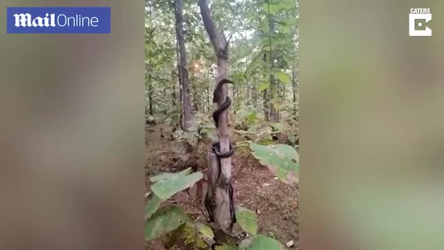 Giải trí - Clip: Sốc cảnh 3 con rắn hổ mang cùng xuất hiện trên một thân cây
