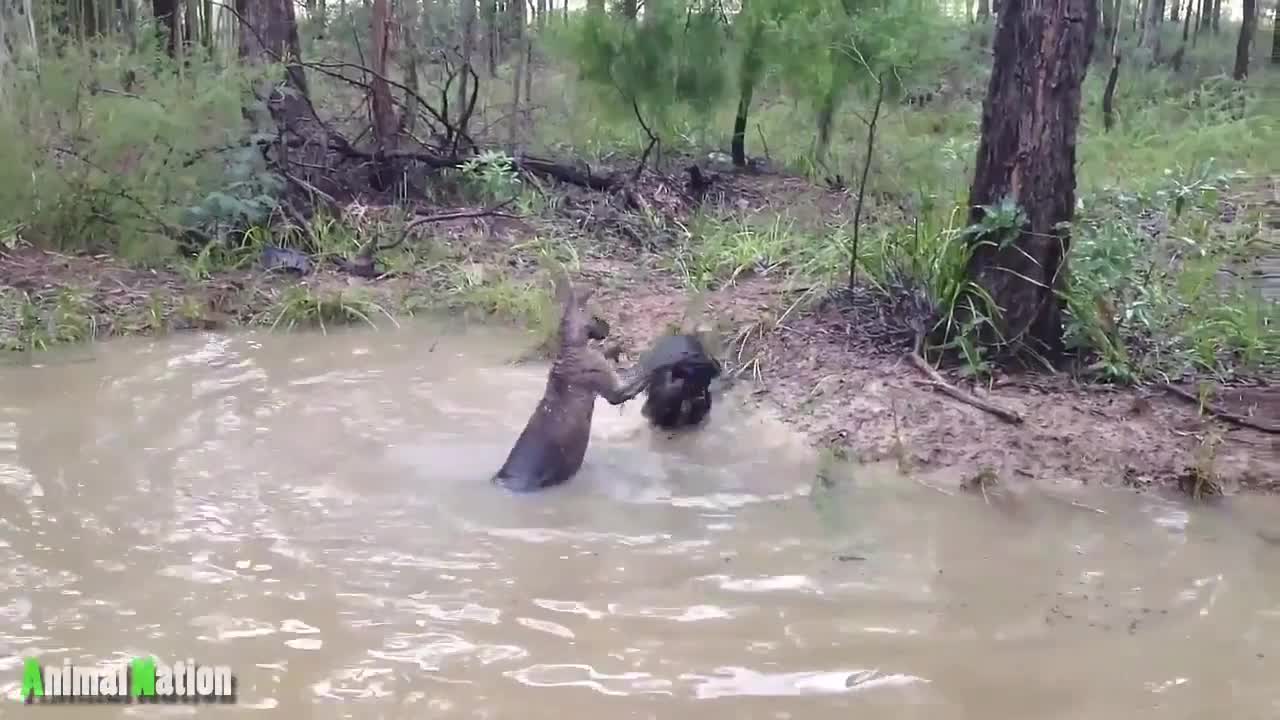 Giải trí - Clip: Bị truy sát, kangaroo tung đòn hiểm dìm chó săn sặc nước