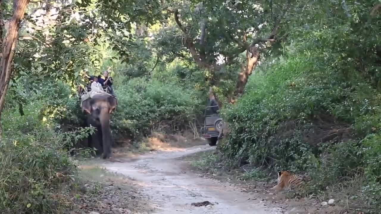 Giải trí - Clip: Hổ dữ lao ra giữa đường tấn công voi và cái kết bất ngờ