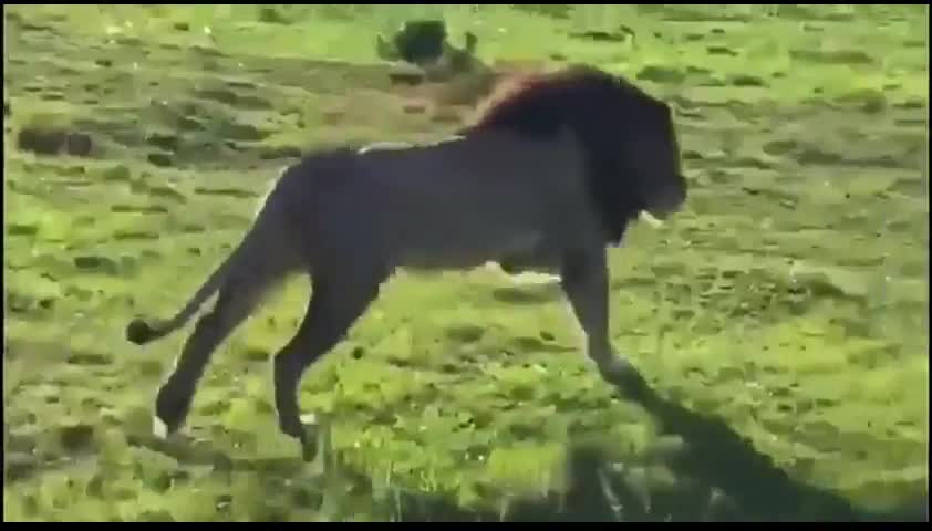 Giải trí - Clip: Ngã 'sấp mặt' khi săn linh cẩu, sư tử biến mình thành trò cười