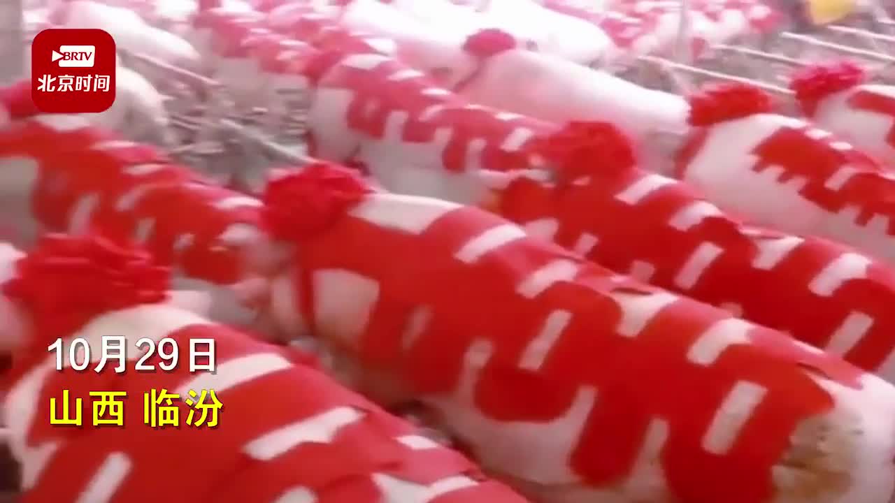 Giải trí - Clip: Choáng cảnh cô dâu mang theo 288 con lợn về nhà chồng