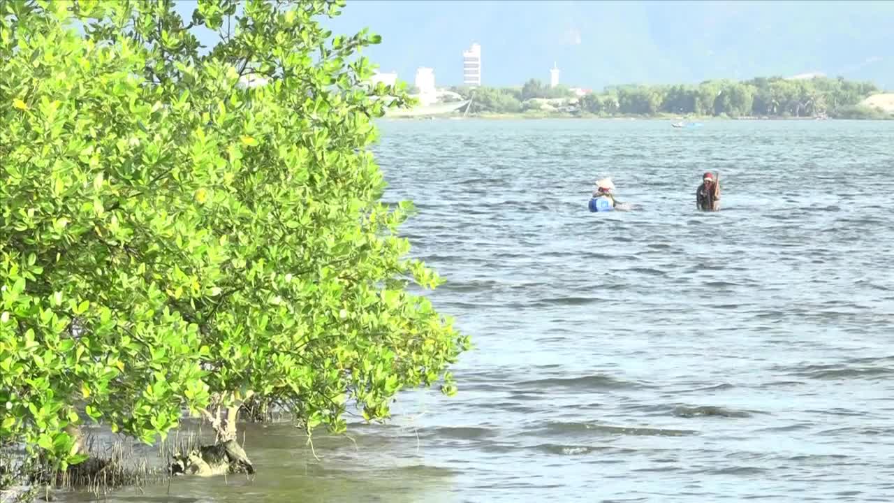 Môi trường - Trồng 2.000 cây đước phủ xanh rừng ngập mặn ven biển tại Khánh Hòa (Hình 8).