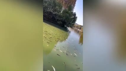 Mới- nóng - Clip: Hi hữu cảnh hàng nghìn con cá 'say rượu' nổi kín mặt nước