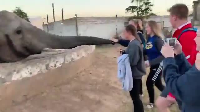 Giải trí - Clip: Bị chụp ảnh, voi nổi điên quất vòi thẳng vào mặt cô gái 