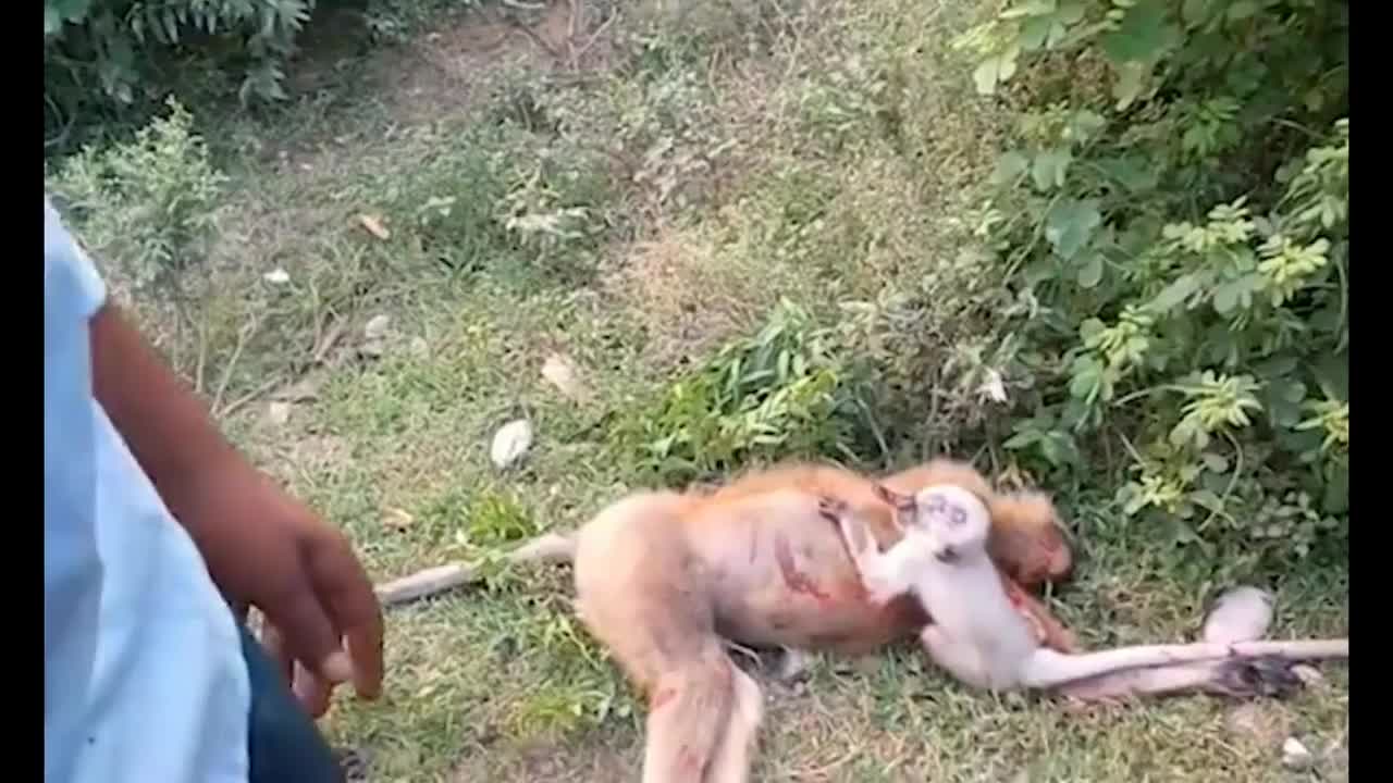 Video - Clip: Khỉ con than khóc, ôm chặt lấy xác khỉ mẹ bị xe tông chết
