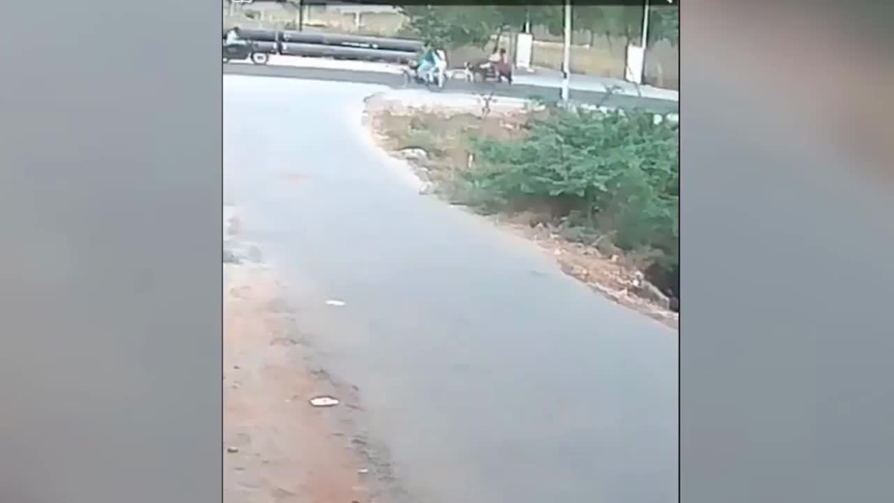 Video - Clip: Rắn hổ mang chúa phi thân tấn công 2 thanh niên đi xe đạp