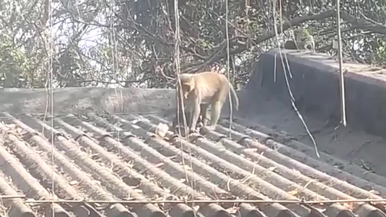 Giải trí - Clip: Khỉ 'bắt cóc' chó con mang lên mái nhà và cái kết khó tin