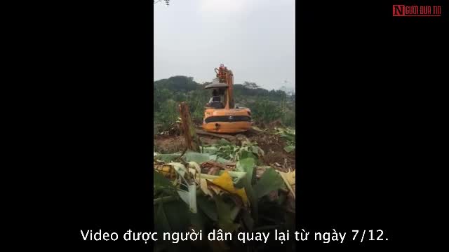 Dân sinh - Hà Nội: Hàng nghìn m2 chuối sắp thu hoạch dịp Tết bị phá hoại