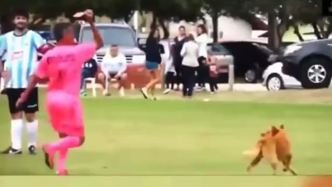 Video - Clip: Trọng tài rút thẻ đỏ đuổi chú chó khỏi sân và cái kết hài hước