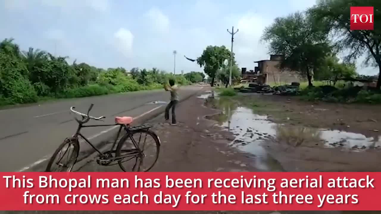 Video - Clip: Người đàn ông bị quạ 'trả thù' suốt 3 năm và lý do khó tin