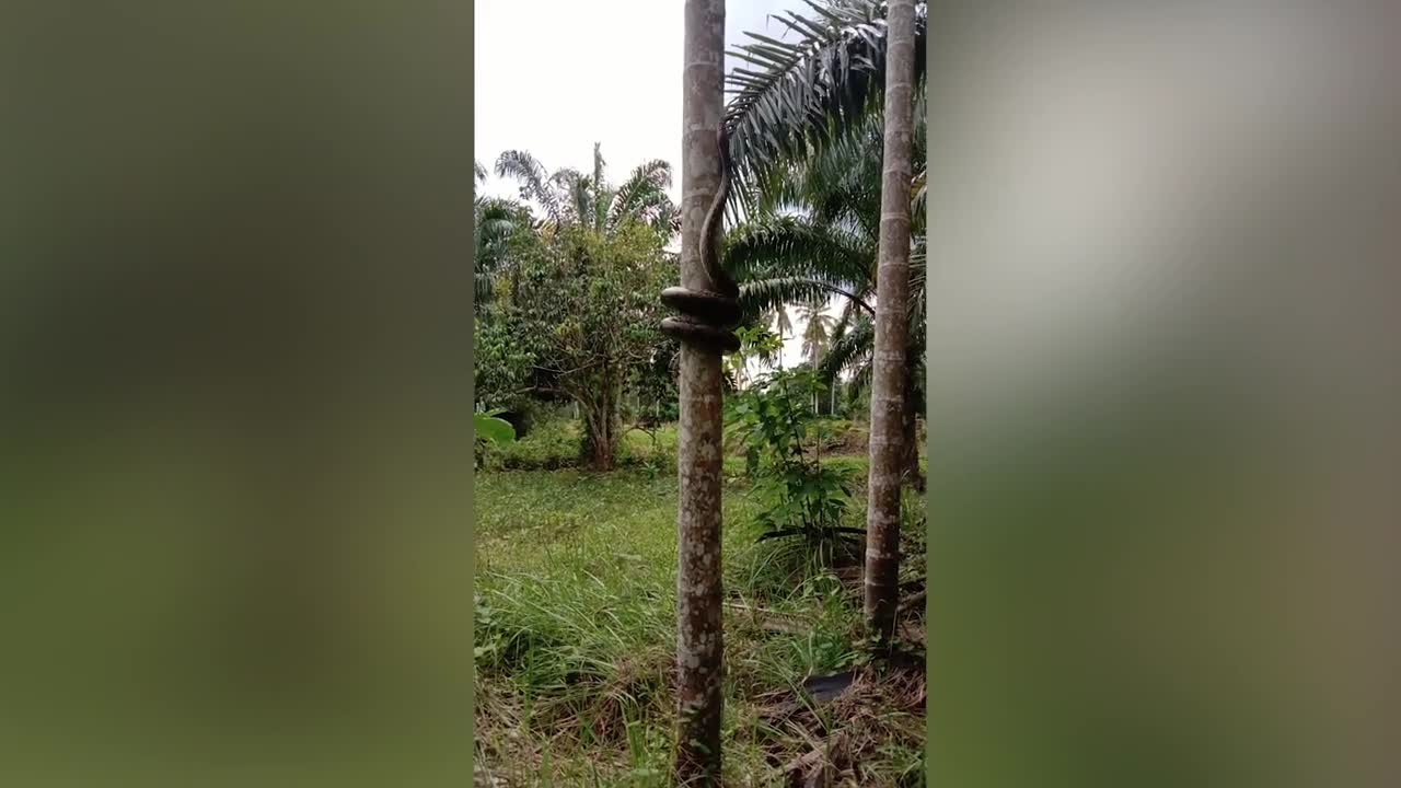 Video - Clip: Kinh ngạc cảnh trăn 'khủng' trổ tài leo cây dừa cực điệu nghệ