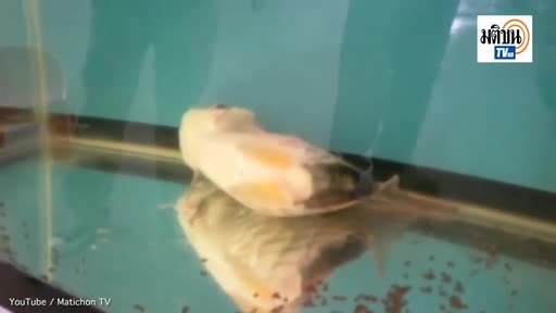 Video - Clip: Kỳ lạ con cá bị mất nửa thân vẫn sống sót suốt 6 tháng