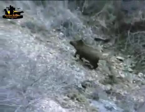 Video - Clip: Lợn rừng một mình tử chiến 4 chó sói và cái kết khó tin