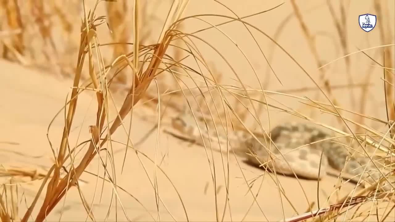 Giải trí - Clip: Cáo sa mạc trổ tài bắt rắn độc
