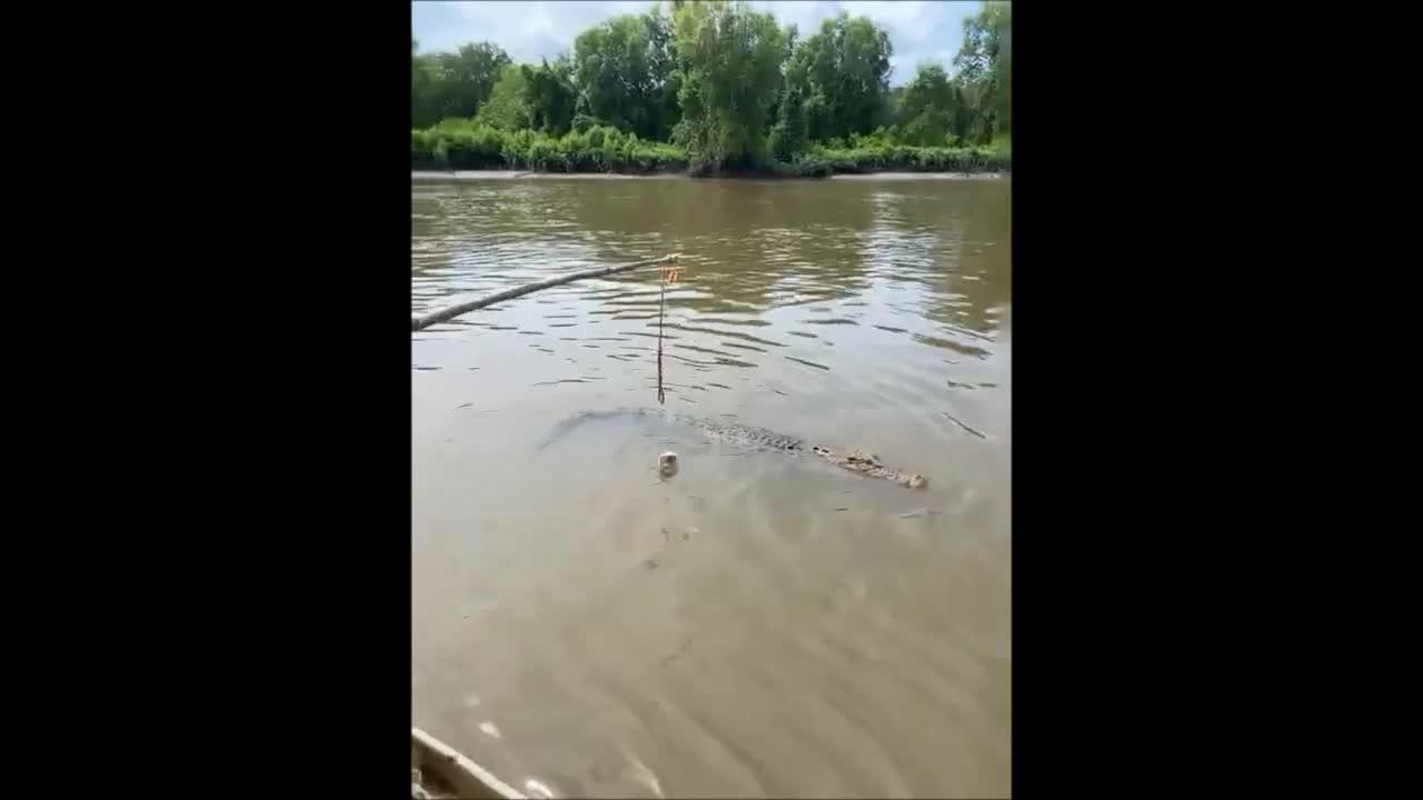 Giải trí - Clip: Cá sấu bị đồng loại đột kích trên sông 