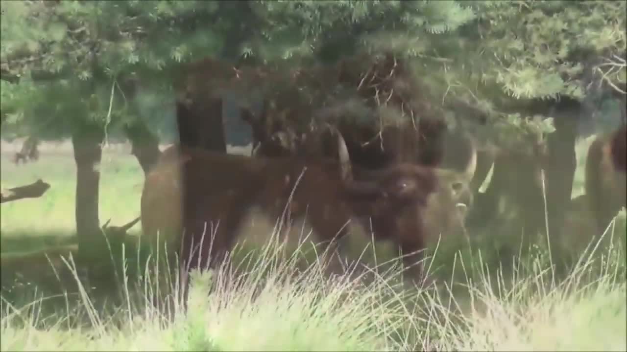 Giải trí - Clip: Cuộc chiến kinh hoàng của bò tóc rậm nặng gần 8 tạ