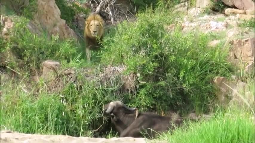 Giải trí - Clip: Trâu rừng què quặt một mình tử chiến 3 sư tử đói và cái kết thảm