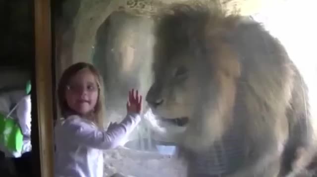 Giải trí - Clip: Được bé gái hôn gió, sư tử đực có phản ứng điên cuồng