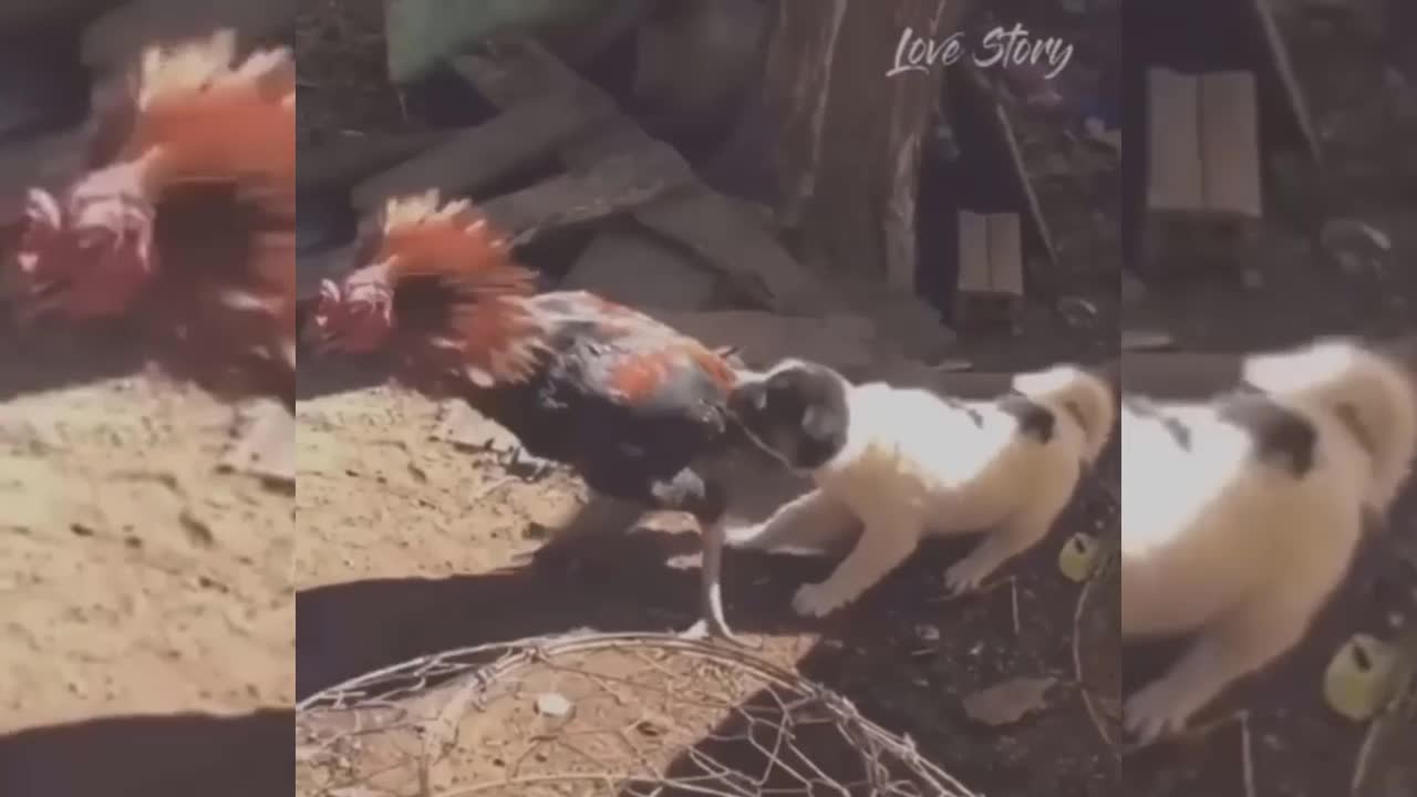 Giải trí - Clip: Cún con nhất quyết kéo đuôi gà trống để cản cuộc ẩu đả