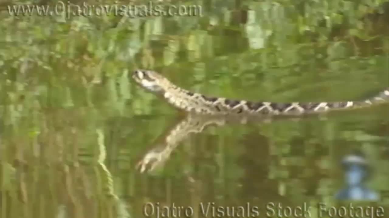 Giải trí - Clip: Sát thủ đáng sợ vùng nhiệt đới nuốt chửng cả đàn cá sấu
