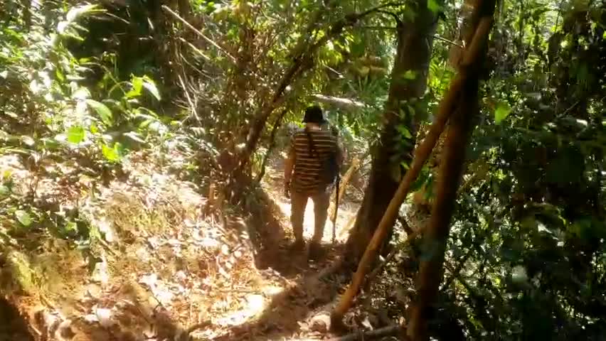 Môi trường - Hiện trường tan hoang nhiều cây rừng cổ thụ bị đốn hạ ở Thừa Thiên-Huế