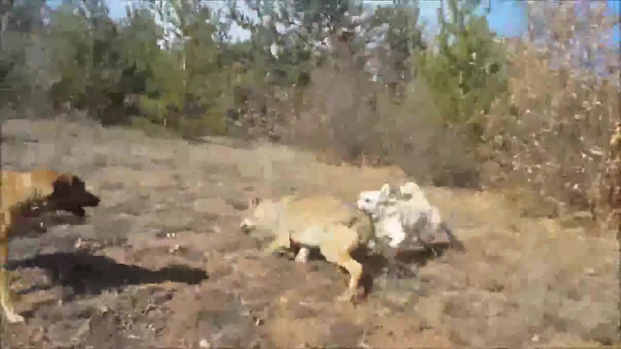 Giải trí - Clip: Chó sói bị 3 chó săn lập hội 'tra tấn' và cái kết kinh hoàng