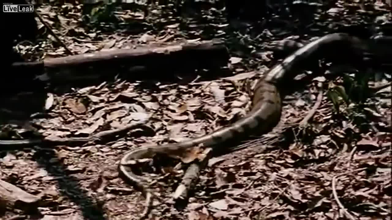 Giải trí - Clip: Tử chiến tay đôi, báo đen quật chết trăn Anaconda khổng lồ