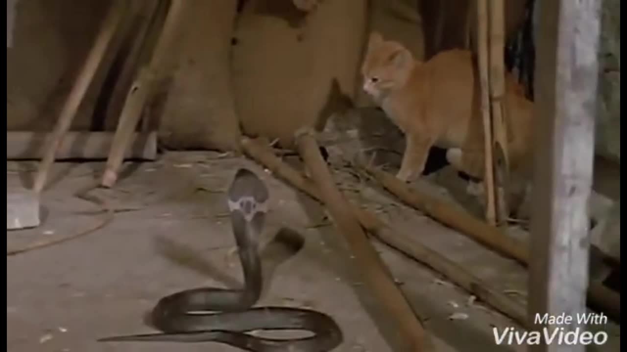 Giải trí - Clip: Tử chiến mèo nhà, rắn hổ mang chúa nhận cái kết thảm khốc