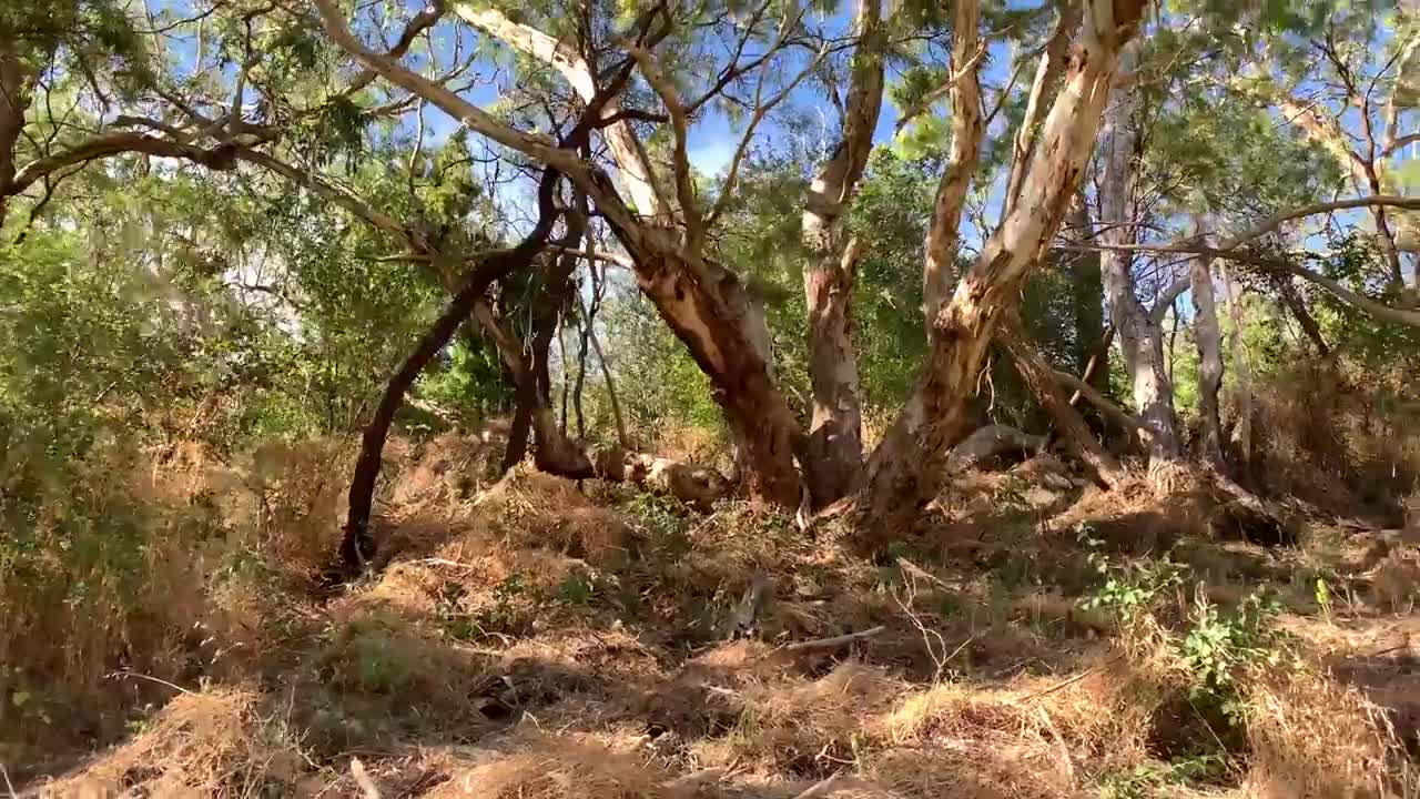Giải trí - Clip: Trận chiến nảy lửa của gấu koala