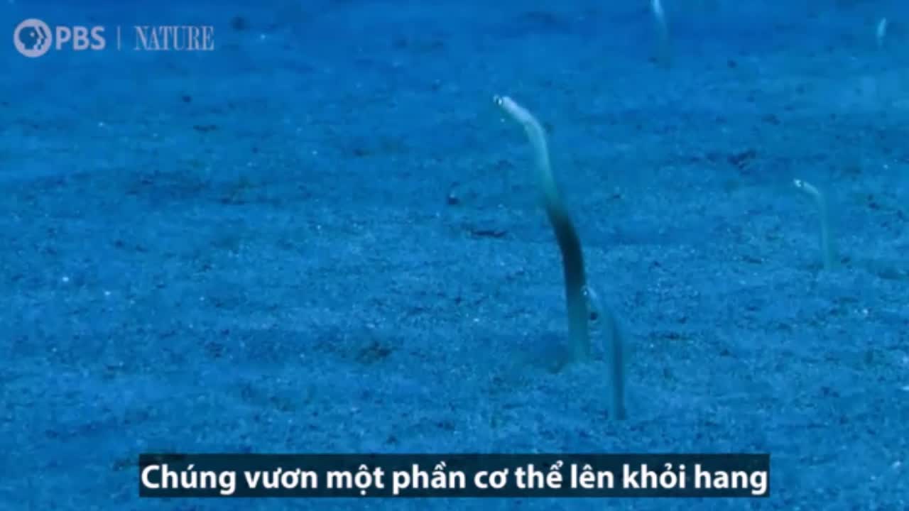 Giải trí - Clip: Cận cảnh loài lươn cả đời chỉ đứng im một chỗ