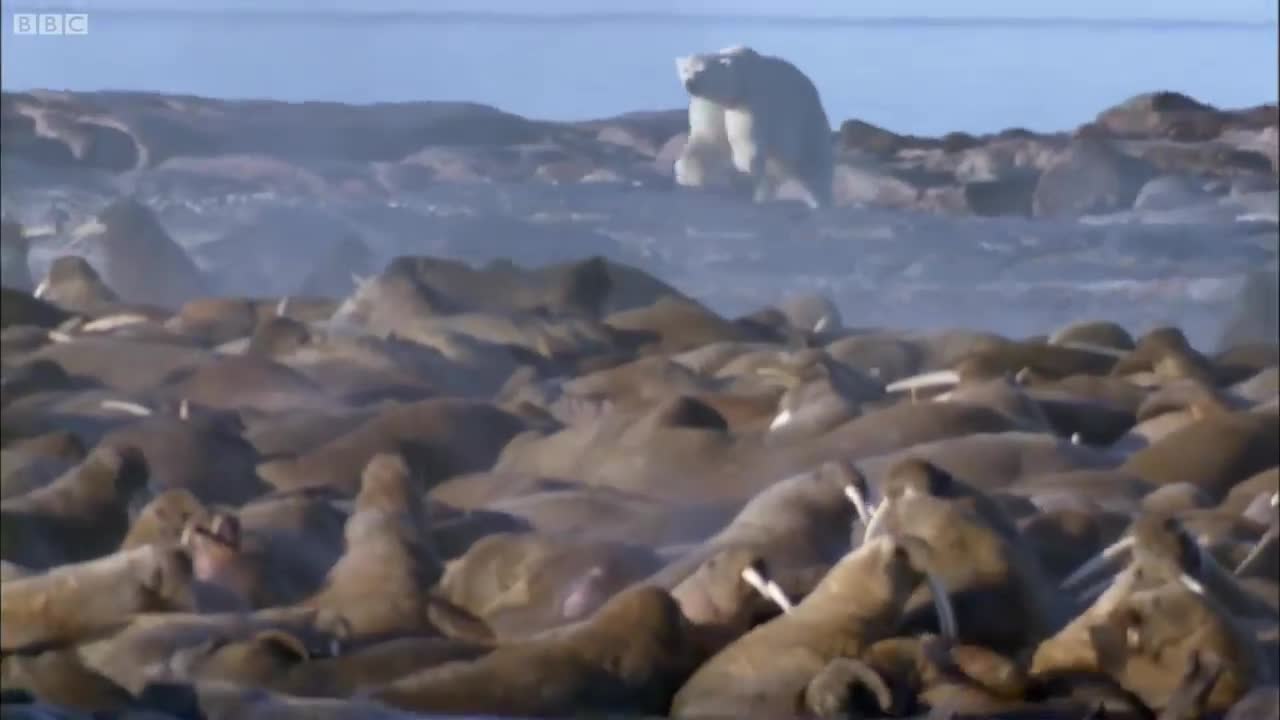 Giải trí - Clip: Một mình đại chiến cả bầy thức ăn, gấu bắc cực vẫn bất lực