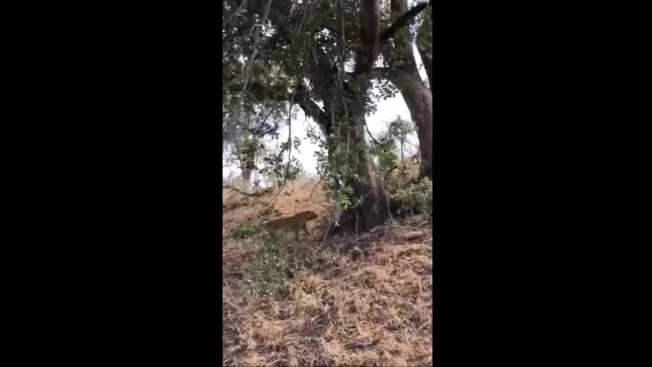 Giải trí - Clip: Hai con báo ngã lộn vèo khỏi cây vì mải tranh cướp mồi