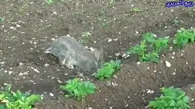 Giải trí - Clip: Thỏ mẹ móc con dưới đất lên cho bú rồi lại bịt kín cửa hang