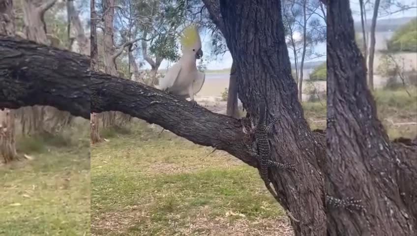 Giải trí - Clip: Vẹt trắng đại chiến kỳ đà trên thân cây