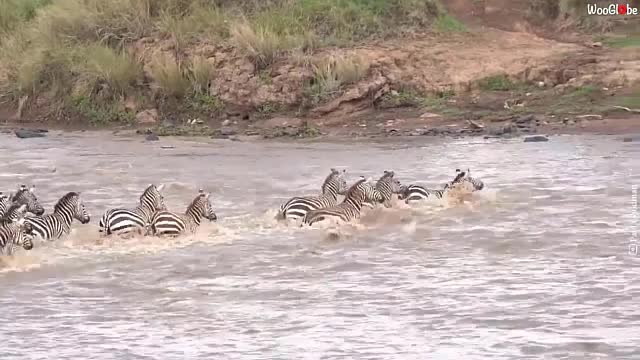 Giải trí - Clip: Đàn ngựa vằn chen chúc vượt sông đầy cá sấu