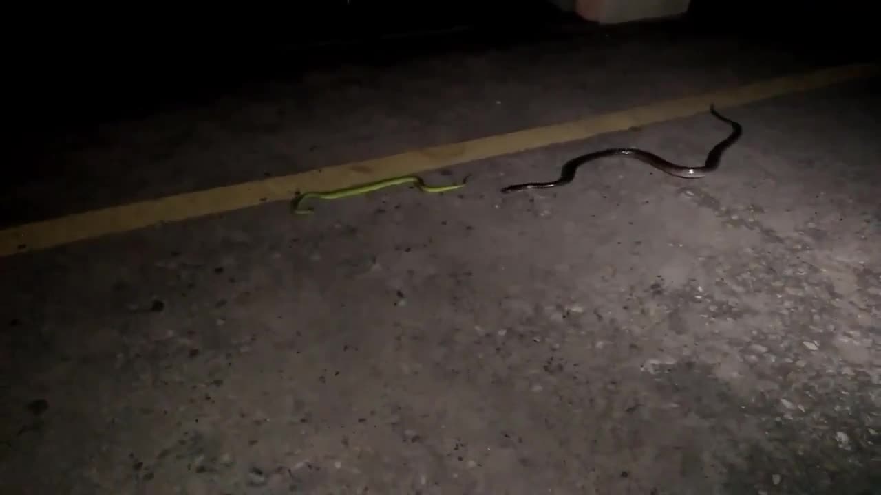 Giải trí - Clip: Rắn lục đối đầu rắn kịch độc trong đêm