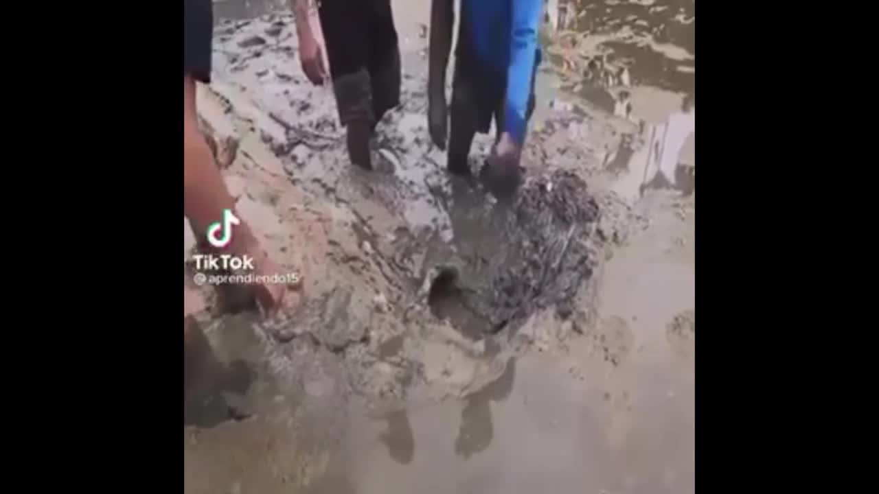 Giải trí - Clip: Nam thanh niên sợ khiếp vía khi thò tay xuống bùn bắt ba ba