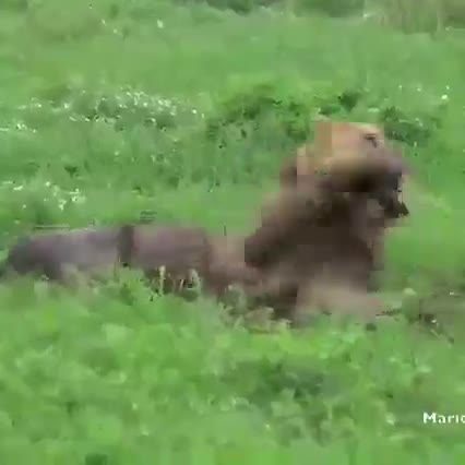 Giải trí - Clip: Sư tử đực tàn phế, bất đắc dĩ thành mồi cho chó hoang