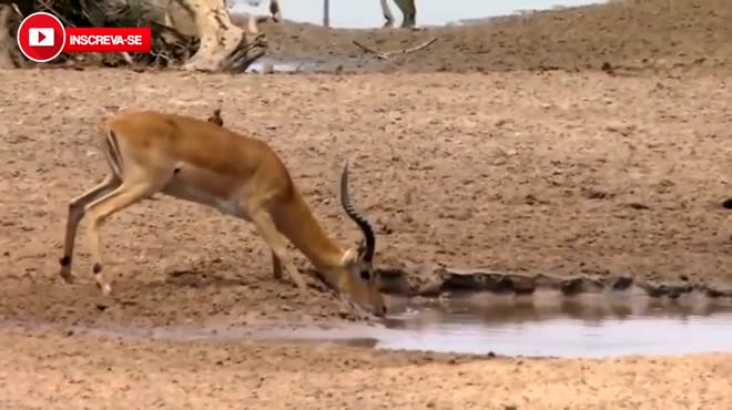 Giải trí - Clip: Sừng quá dài, linh dương Impala chết thảm trong hàm cá sấu