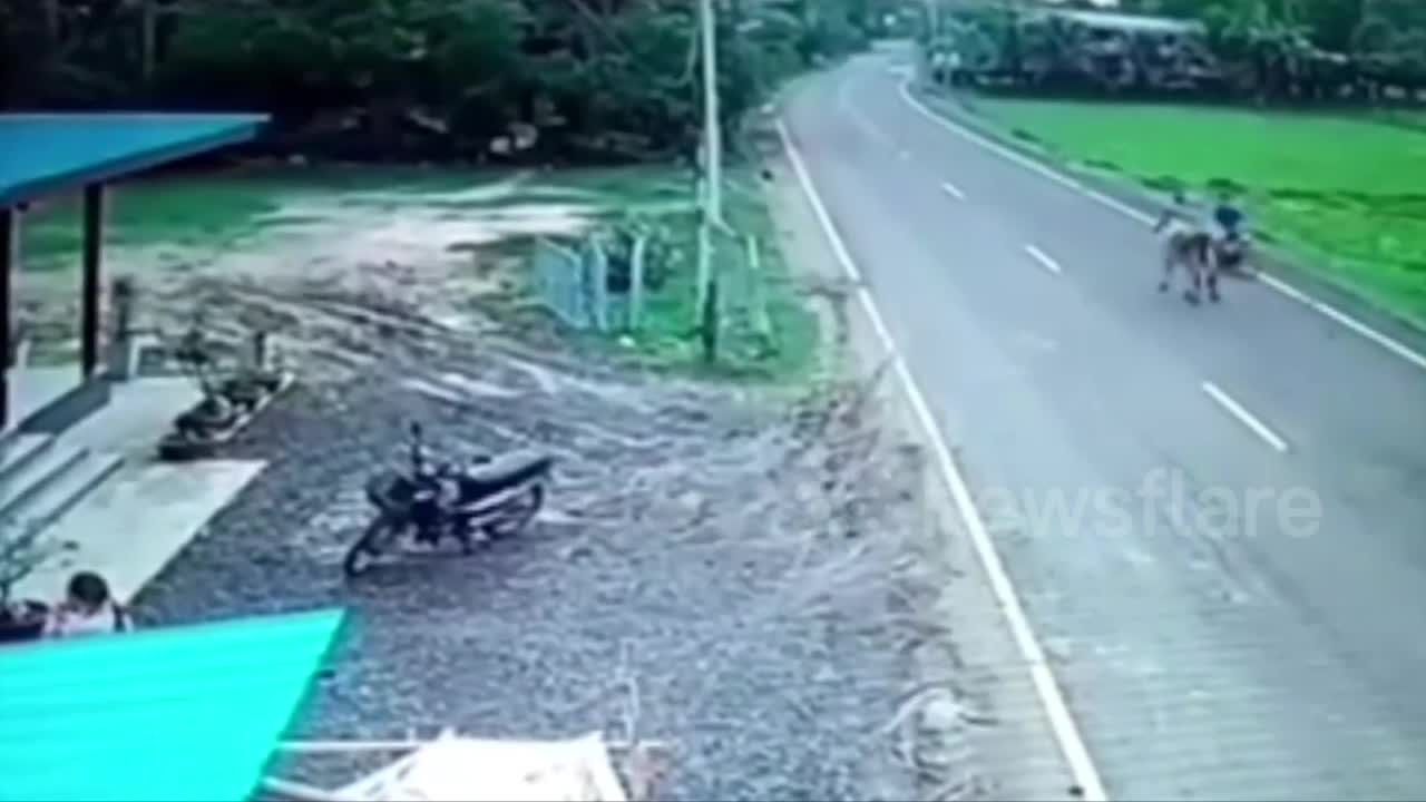 Giải trí - Clip: Người đi xe máy hốt hoảng bỏ chạy thoát khỏi con bò giận dữ