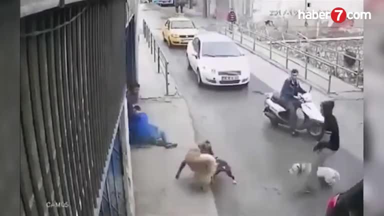 Giải trí - Clip: Pitbull bị chó Kangal tấn công, cắn xé kinh hoàng trên phố