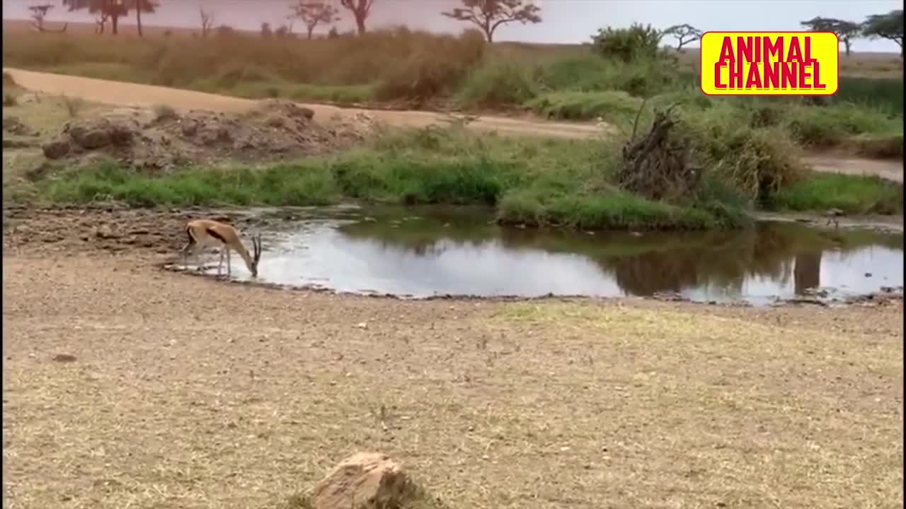 Giải trí - Clip: Linh dương impala tung cú lừa ngoạn mục, sư tử hít no bụi